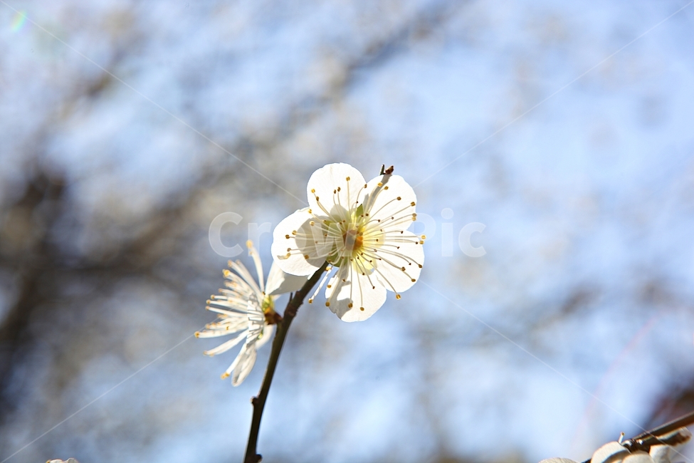 매화꽃,매화,꽃,꽃잎,봄꽃,봄,식물,자연,공원,식물,자연,plants,nature,꽃,flower
