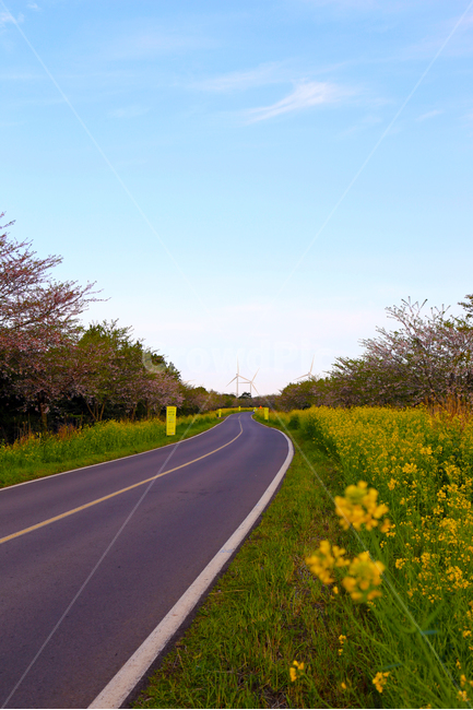 제주도,봄,녹산로,유채,봄날,노랑,꽃,봄,계절,spring,season,제주도,jeju,jeju island,교통,교통수단,traffic,transportation,road,도로,tarmac,타맥,asphalt,아스팔트,highway,고속도로,freeway,고속 도로