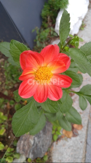 plant,식물,flower,dahlia,달리아,blossom,꽃,자연,주황색꽃,꽃한송이,예쁜,초록잎,식물,자연,plants,nature,꽃,flower