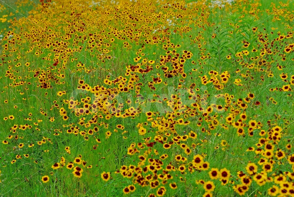 노랑꽃,금계국,전원,꽃밭,감성,들꽃,야생화,flowers,yellow,green,그리너리,초록,녹색,노랑,초원,들판,몸환적,분위기,필,느낌,서정적,환경,자연이미지,친환경,아름다운,가득찬,콘텐츠,모바일,편집,출판,시안,디자인,디자이너,배너,팝업,자료,서적,책자,학습지,이미지,식물,꽃잎,들녘,군락지,화려함,정원,가든,귀화식물,꽃길,그림같은,칼라풀,색상,뷰티풀,colorful,자연,풍경,nature,landscape,식물,plants,꽃,flower