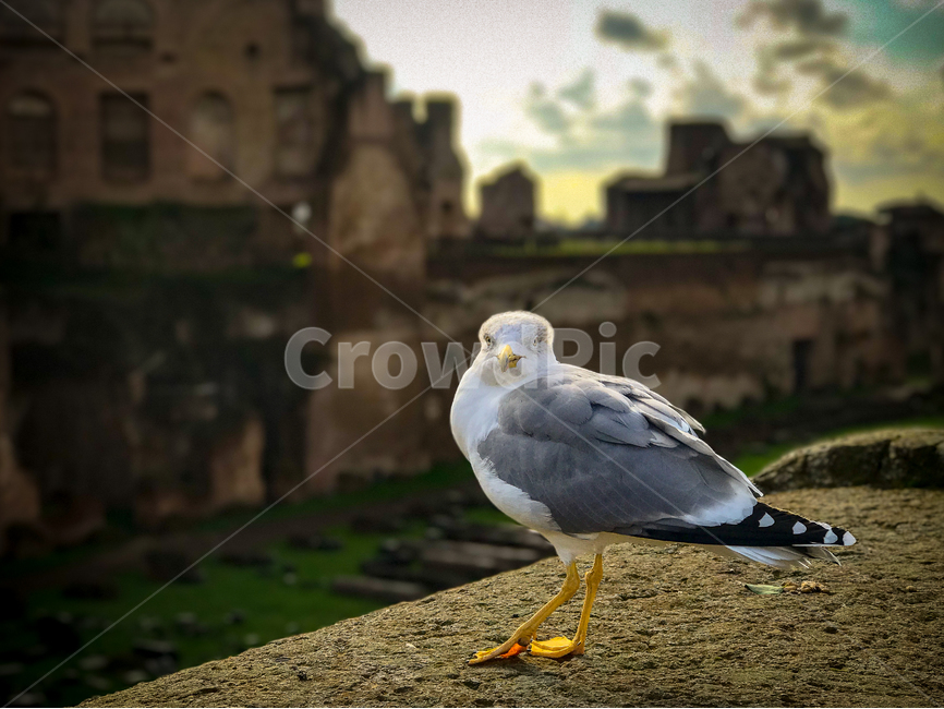 새,동물,갈매기,bird,animal,seagull,동물,animal,조류,새,birds