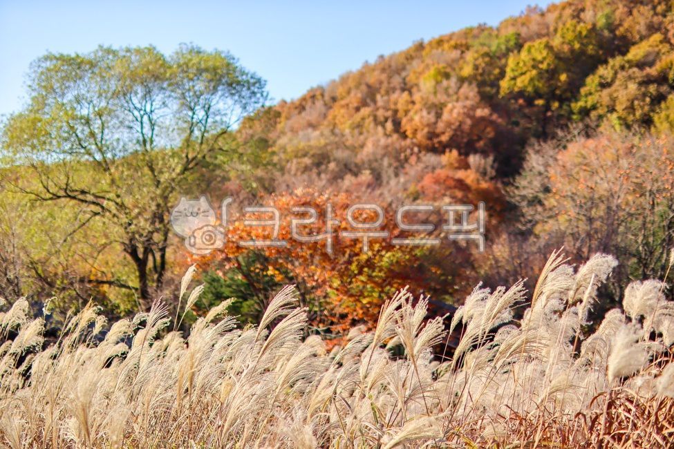 용인자연휴양림,억새축제,억새밭,억새,갈대밭,갈대축제,가을풍경,가을