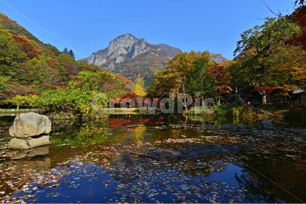 water,물,outdoors,옥외,nature,자연,tree,나무,plant,식물,maple,단풍,leaf,잎,장성,백양사,백양사추색,가을,계절,추색,만추,단풍잎,반영,가을,계절,fall,autumn,season