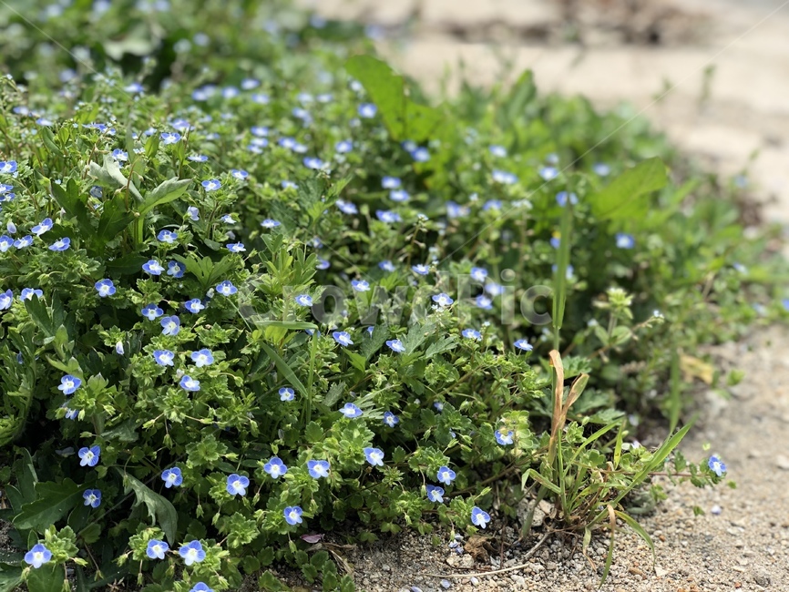 꽃,봄꽃,제비꽃,풀꽃,봄,식물,자연,plants,nature