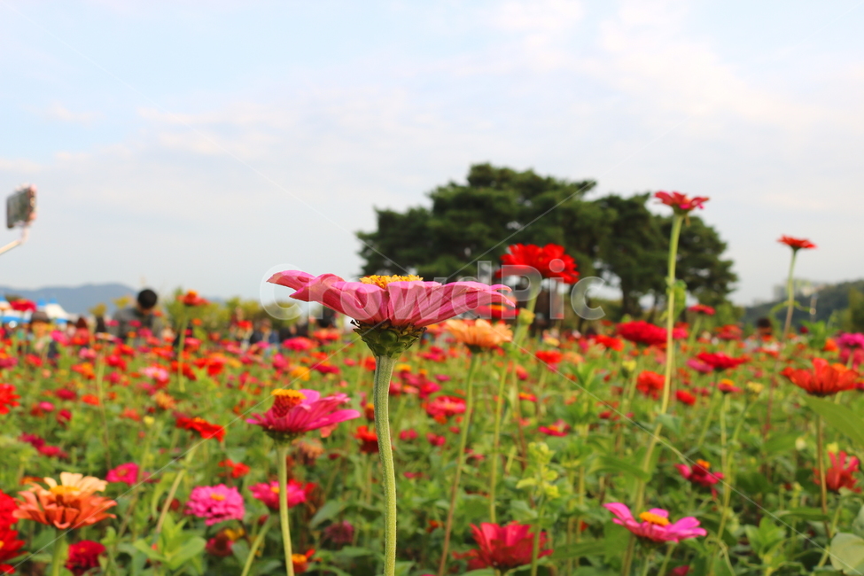 백일홍,꽃,백일홍꽃,식물,자연,국화과,식물,자연,plants,nature,꽃,flower
