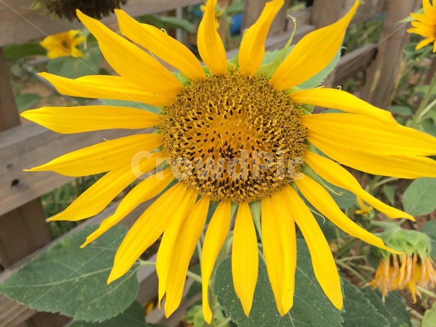 sunflower,해바라기,해바라기꽃잎,노란색꽃,태양의꽃