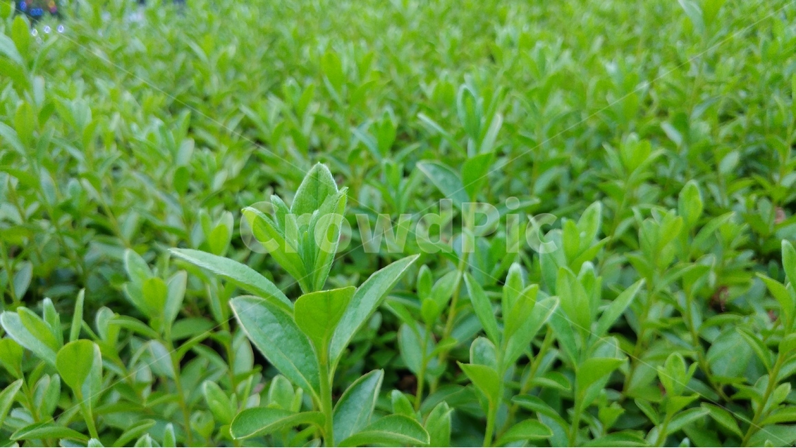 자연,녹색,초록,배경,아름다운,편안한,식물,자연,plants,nature