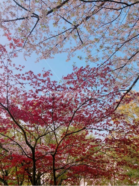 봄,가을,벚꽃,단풍,나무,하늘,빨강,분홍,맑음