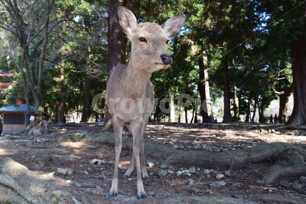 사슴,나라공원,나라공원사슴,나무사슴,사슴한마리,동물,animal,포유류,mammal