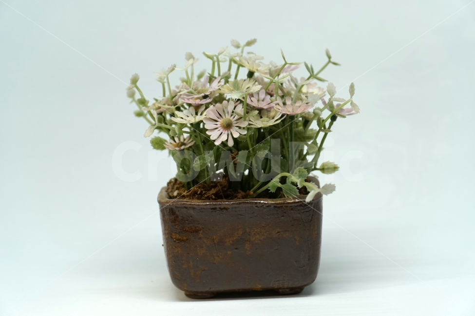 누끼,사물,화분,장식품,꽃,식물,플라워,자연,소품,식물,자연,plants,nature,꽃,flower,누끼,remove background