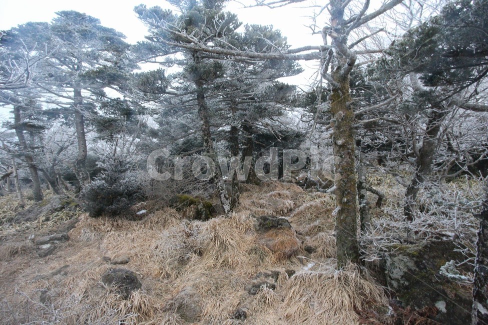 한라산,제주도,산,상고대,눈,눈꽃,겨울,snow,winter,나무,tree