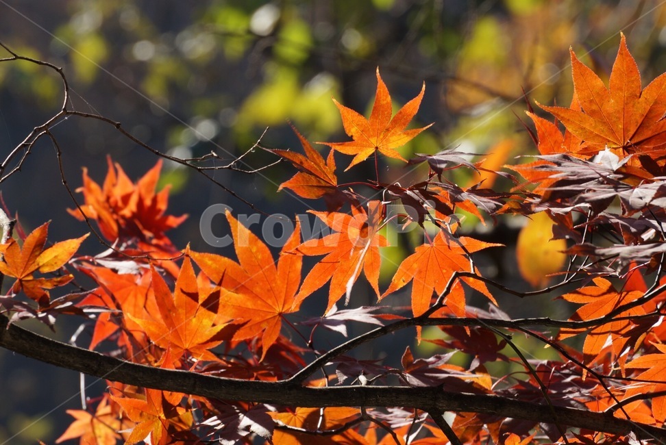 가을,단풍,자연,autumn,maple,단풍나무,가을,계절,fall,autumn,season,plant,식물,leaf,잎,tree,나무