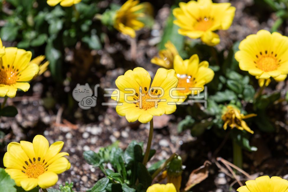 가자니아,태양국,가자니아꽃,노란색,꽃잎,초록색,잎,국화과,가자니아속,식물,자연,야외,꽃밭,화단,꽃