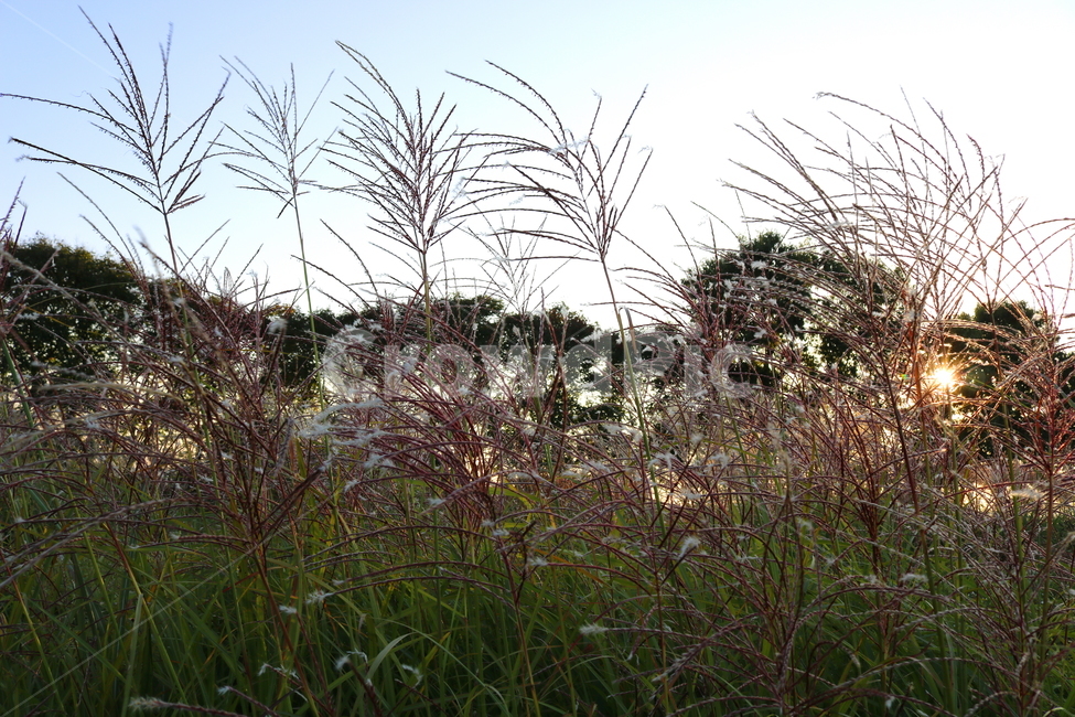 억새,억새풀,식물,자연,가을,벼과,억새축제,하늘공원,공원,상암동,가을,계절,fall,autumn,season,grass,잔디,plant,lawn,reed,갈대