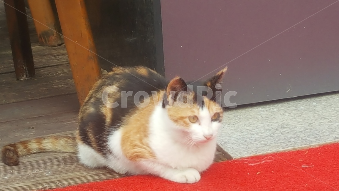 코리안숏헤어,엎드려있는,고양이,길고양이,노란눈,동물,animal,포유류,mammal,고양이,cat,kitten,kitty