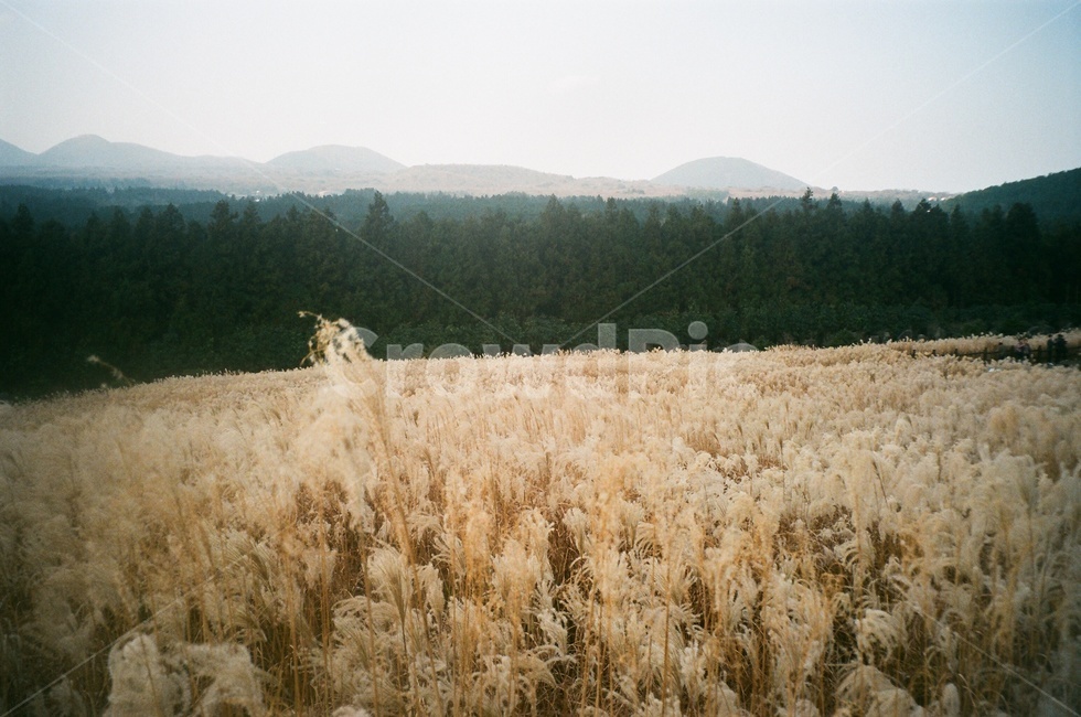 제주오름,산굼부리,억새,들판,산책로,황금빛,하늘,필름사진,자연,풍경,nature,landscape,plant,식물,food,음식,vegetable,야채,grain,곡물