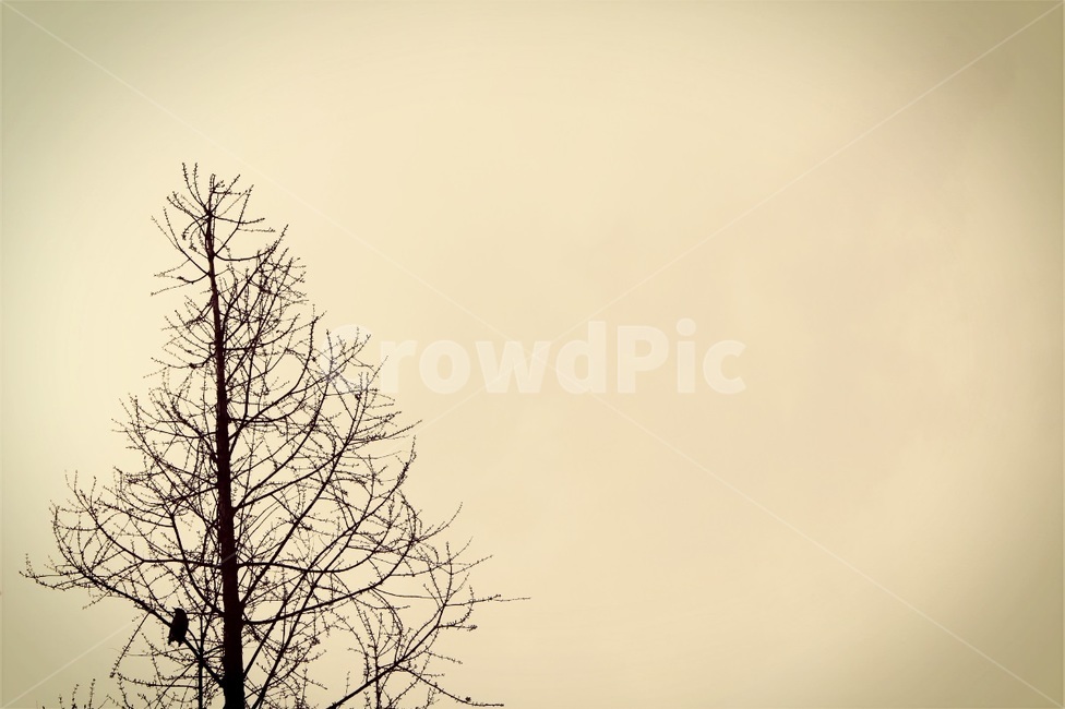 새,나무,홀로,bird,tree,alone,하늘,sky,풍경