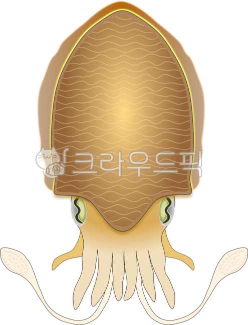 Cuttlefish,squid,tentacles,mollusks,cuttlefish,sea creatures,female,encyclopedia,male,aquarium,marine science,fisherman,seafood dishes,ink,marine exploration,sea animals,sea,ocean,marine life,seafood,seafood,seafood dishes,seabed,fi