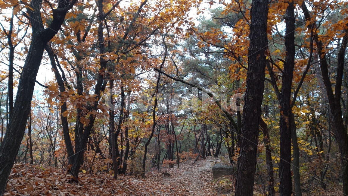 불암산,산,가을,단풍,낙엽,자연,경치,buramsan,mountain,fall,atumncolors,fallenleaves,nature,landscape,자연,풍경,nature,landscape