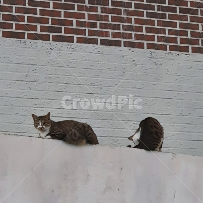 cat,pat,고양이,동물,애완동물,동물,animal,포유류,mammal,고양이,cat,kitten,kitty