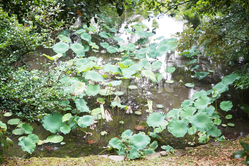 연못,연잎,자연,식물,pond,lotus,식물,자연,plants,nature
