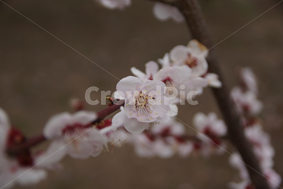 flower,cherryblossom,식물,나무,꽃,blossom,벚꽃,식물,자연,plants,nature,꽃,flower