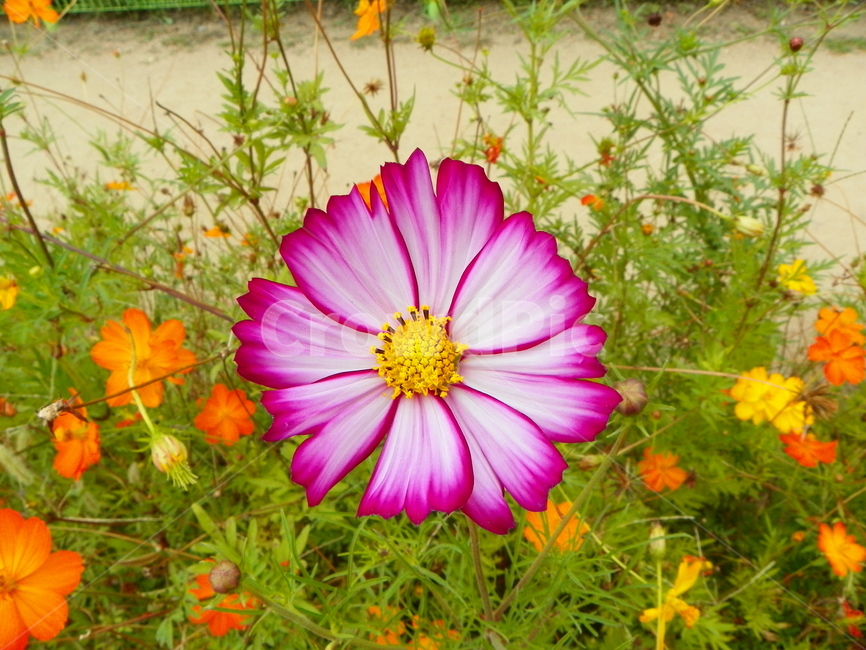 꽃,식물,꽃잎,플라워,코스모스,식물,자연,plants,nature,꽃,flower