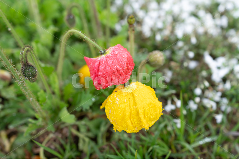 빗망울,빨간꽃,노란꽃,자연,꽃,flower,식물,자연,plants,nature,꽃,flower