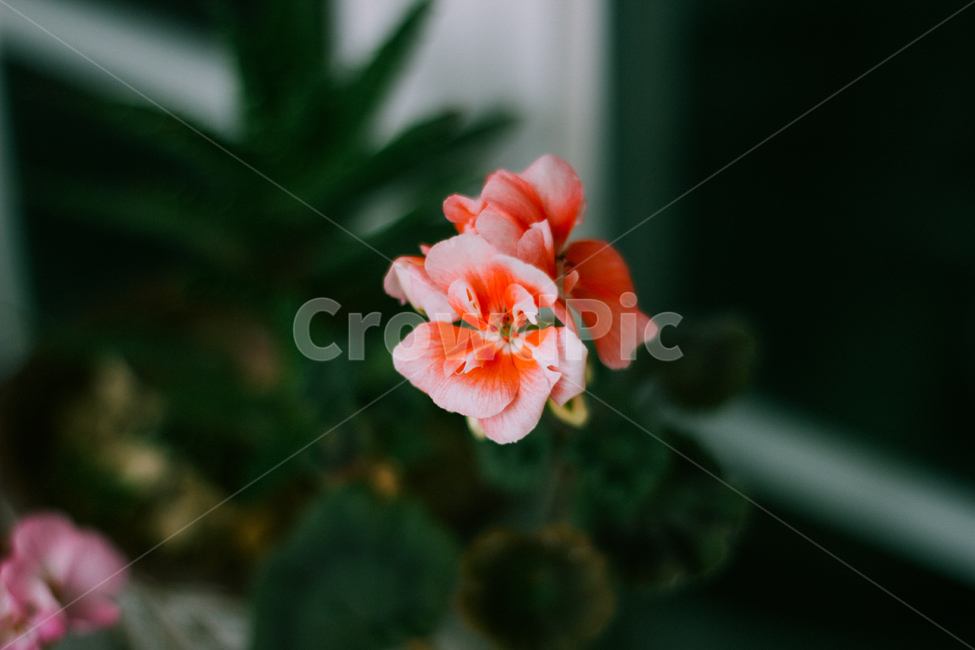 꽃,꽃사진,아웃포커싱,봄,봄꽃,봄,계절,spring,season,식물,자연,plants,nature,꽃,flower,감성,sensible,feeling,geranium,제라늄,plant,blossom
