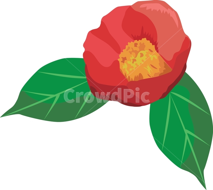 동백꽃,꽃,flower,plant,camellia,그래픽,일러스트레이션,graphic,illustration