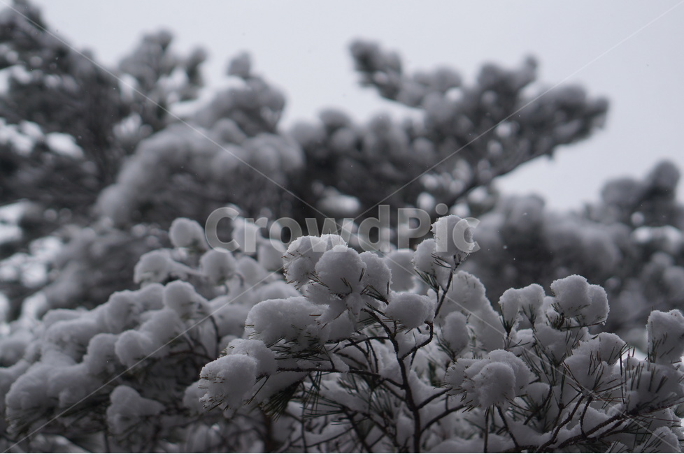 용봉산,겨울,눈,풍경,소나무,눈송이,겨울,계절,winter,season,식물,자연,plants,nature