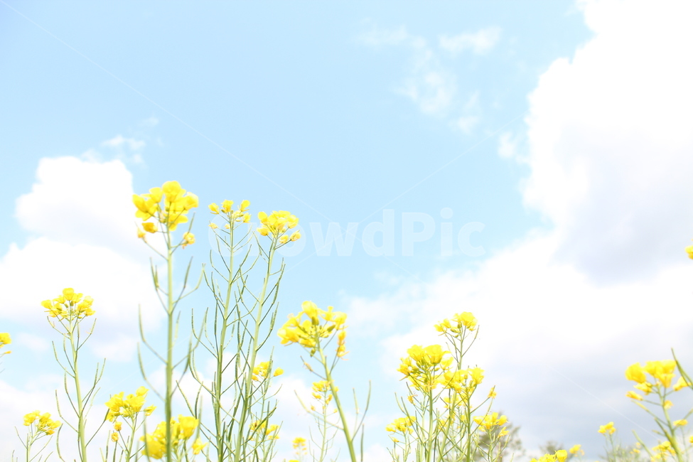 유채꽃,파란하늘,꽃,노란꽃,봄,자연,풍경,nature,landscape,식물,plants,꽃,flower,색깔,색상,색채,색감,color sense,color sensitivity,feeling of color,plant