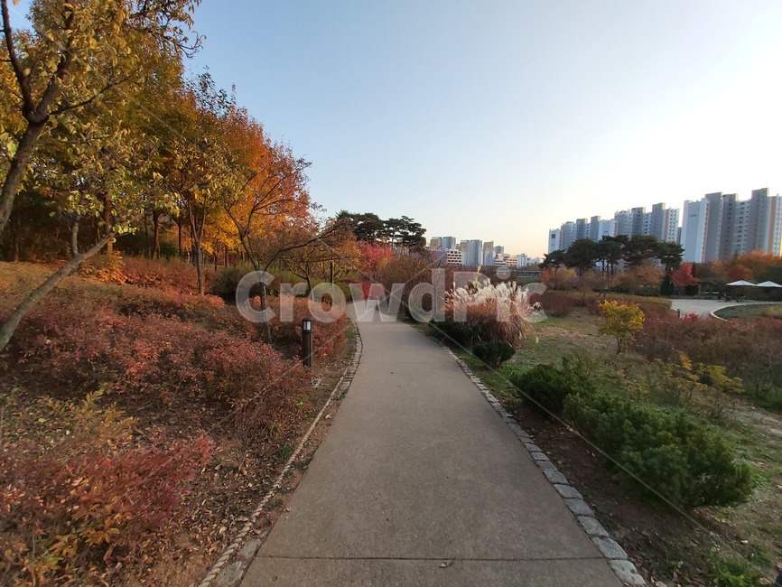 가을,옥외,식물,자연,autumn,outdoors,plant,nature,단풍,산책