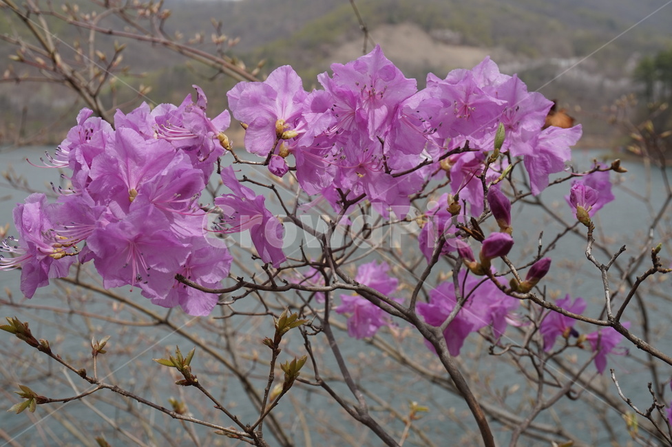 plant,식물,blossom,geranium,제라늄,flower,꽃