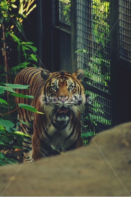 호랑이,동물,동물원,zoo,tiger,animal,맹수,동물,animal,포유류,mammal