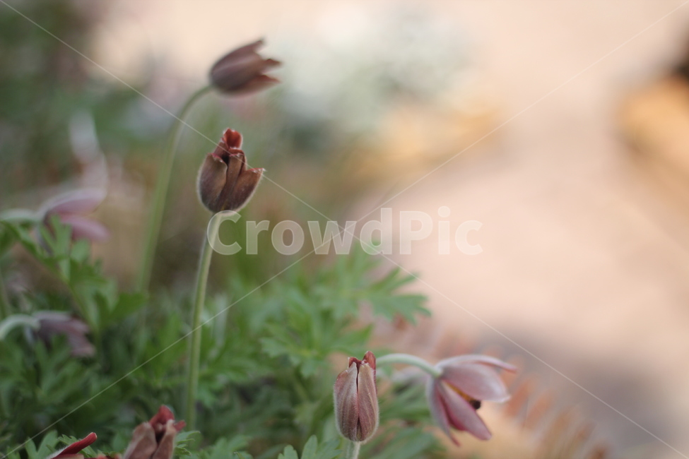 할미꽃,원예,꽃,꽃밭,식물,보라색꽃,flower,colorsense,plants,색상,색채,색깔,색감,이쁜꽃,자연,nature,화분,잎,식물,자연,plants,nature,꽃,flower