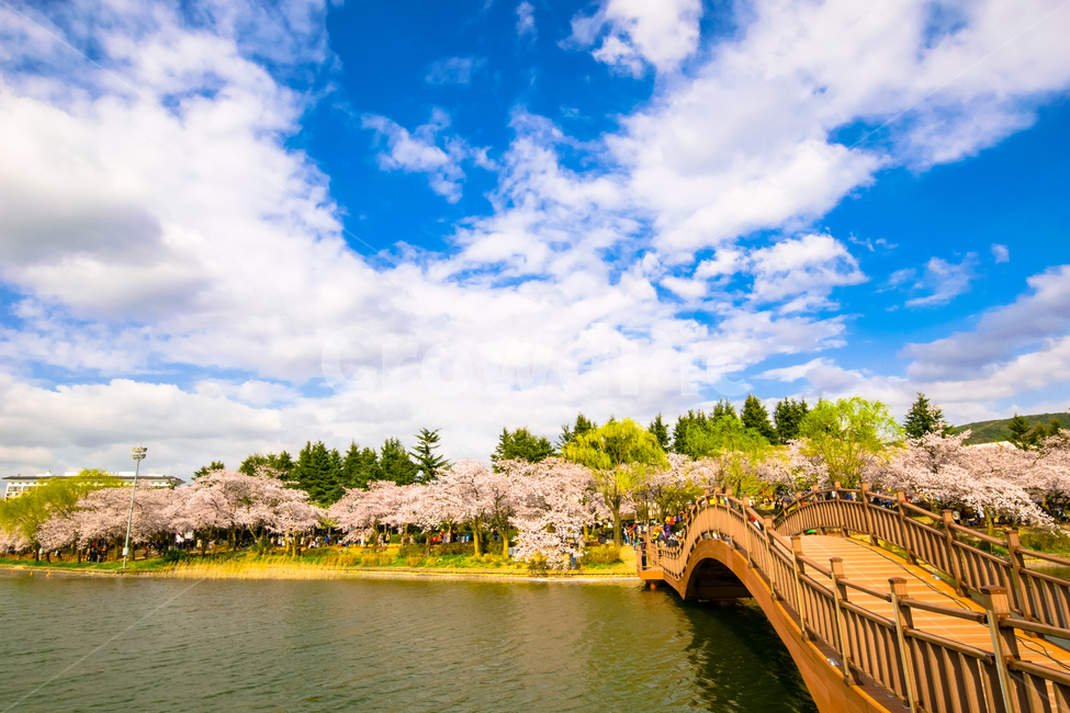 보문단지,벚꽃,봄,꽃,아름다움,경주,봄,계절,spring,season,자연,풍경,nature,landscape,한국자연풍경,한국자연경관,korea nature landscape,사람들,대중,군중,other people,crowd,castle,성,architecture,건축물,building,건물