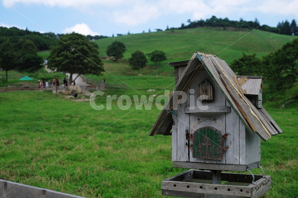 nature,자연,옥외,강원도,양떼목장,양떼,태백