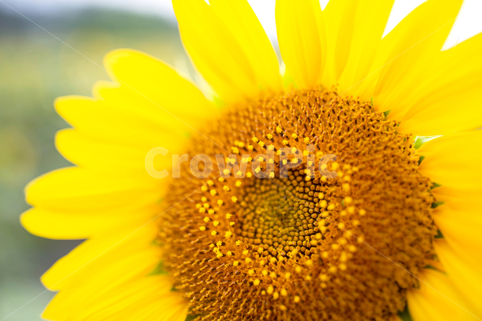 해바라기,꽃,식물,해바라기씨,여름,접사,씨앗,스냅,노랑,꽃밭,만개,plant,blossom,flower,sunflower,풍경배경,배경,꽃배경