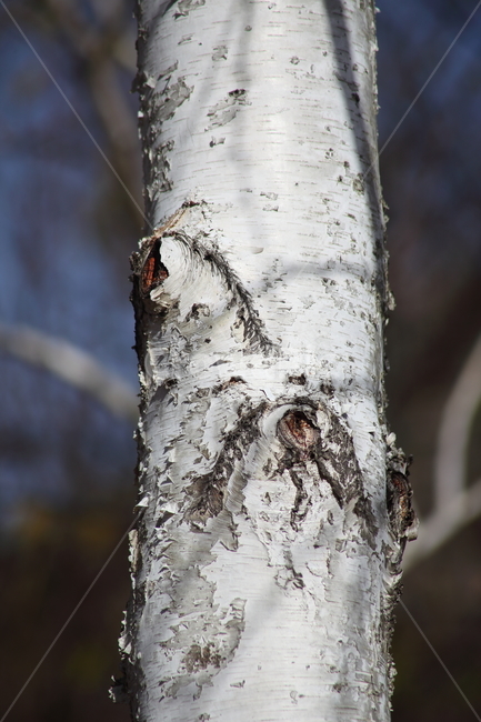 자작나무,식물,백화피,japanesewhitebirch,plant,식물,자연,plants,nature,나무,trees,wood