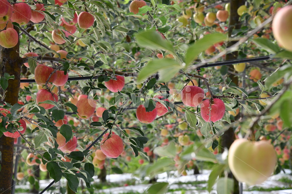 사과,과일,음식,plant,apple,과수원,식품,과일,열매,fruit