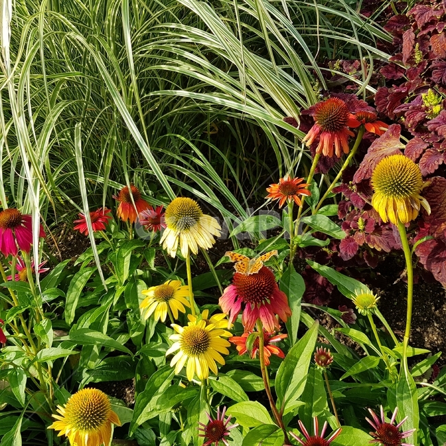 나비,butterfly,꽃,flower,plant,식물,자연,nature