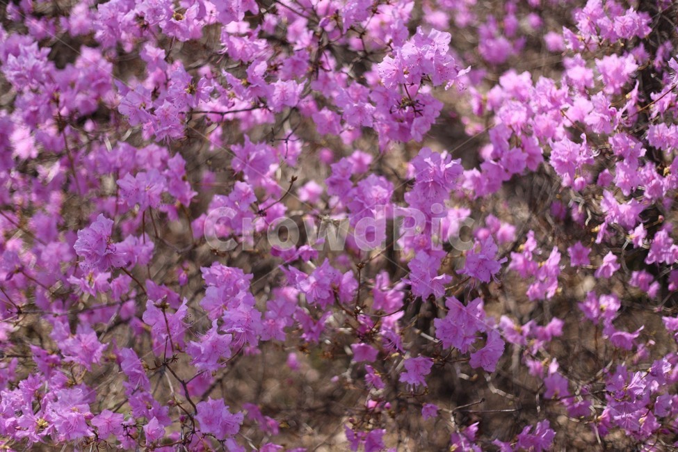 꽃,나무,자연,식물,tree,접사,진달래,식물,자연,plants,nature,꽃,flower