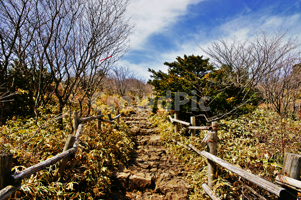 탐방로,등산로,현무암,조릿대,숲,나무,한라산,한라산국립공원,제주도,자연,성판악코스