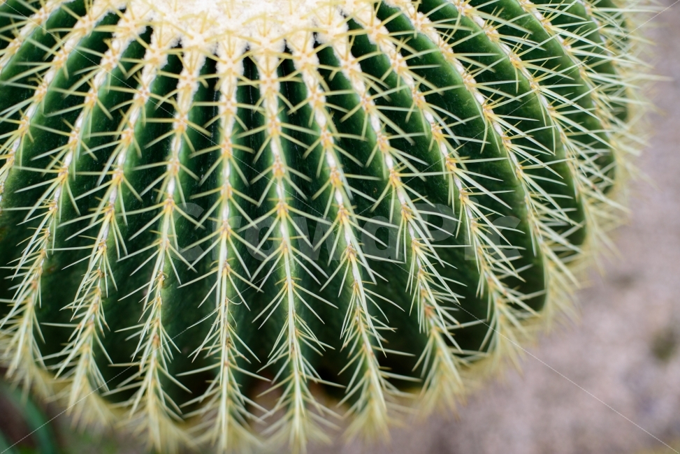 pointed,thorn,nature,Cactus,plant,greenhouse,barbed,tropical plants,tough