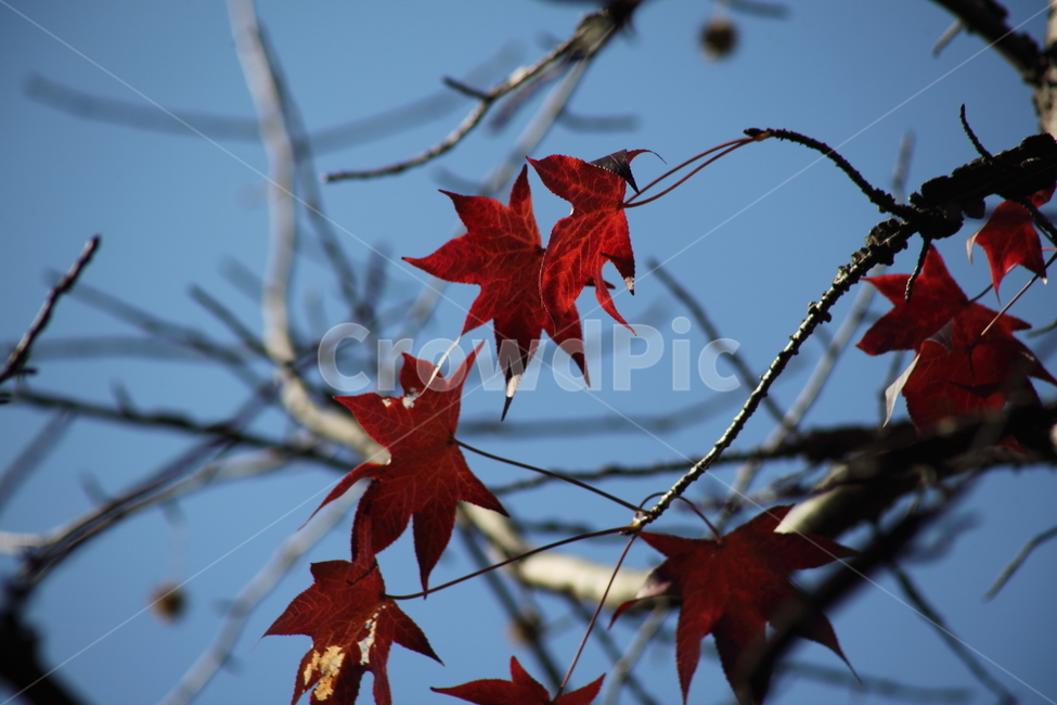 단풍,미국풍나무,가을,liquidambarstyraciflua,sweetgum,가을,계절,fall,autumn,season,leaf,잎,plant,식물,tree,나무,maple