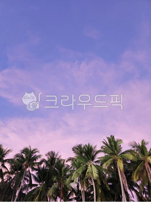 summer,여름,palmtree,야자수,outdoors,자연,nature,tree,나무,옥외,동남아,선셋,노을,sunset