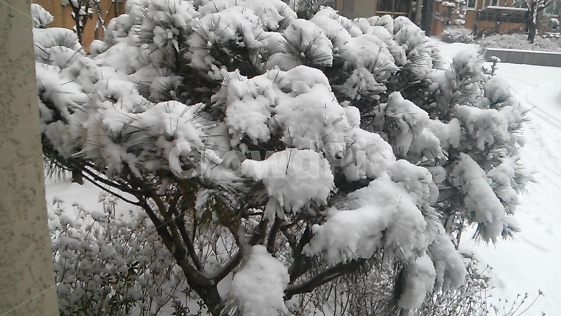 plant,식물,outdoors,옥외,tree,나무,nature,자연,눈,snow