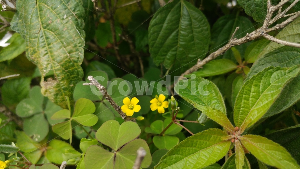 꽃,식물,flower,야생화,노란색,괭이밥,클로버,초록색,귀여운,별,자연,들꽃