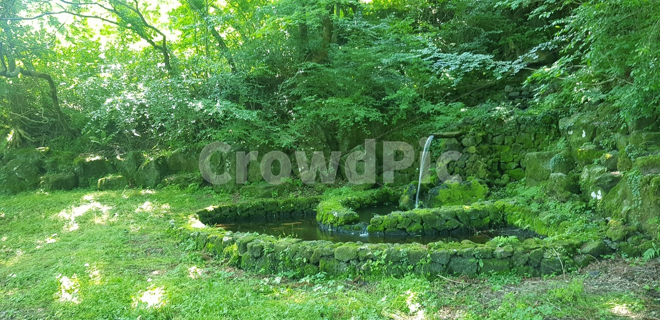 outdoors,plant,식물,초목,nature,자연,forest,숲